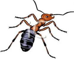 Meat-Eater Ant - Royalty Free Clipart Picture