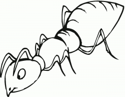 Drawings Of Ants Army Ant | Clipart Etc - Drawing Easy