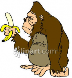 An Ape Holding a Peeled Banana - Royalty Free Clipart Picture