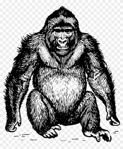 Clip Art Free Ape Clipart Gorilla Head - Ape Clipart, HD Png ...