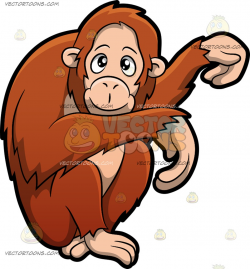 Orangutan clipart - PinArt | Illustration of a single orangutan ...