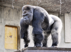 Women flock to Japan zoo to see 'hunky' gorilla | Zoos