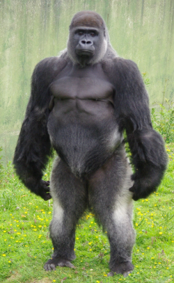 Silverback Gorilla Strength - Bing Images | Creative Ideas ...