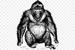 Ape Gorilla Orangutan Clip art - chimpanzee png download - 510*594 ...