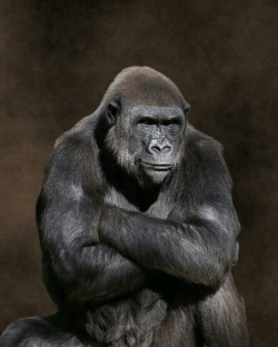 477 best Gorilla images on Pinterest | Gorilla gorilla, Monkeys and ...