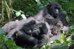 Virunga National Park celebrates births of 7 baby gorillas - Chwezi ...