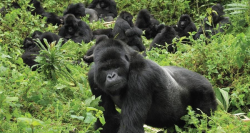 The struggle to save Africa's endangered mountain gorillas | East ...