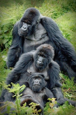 76 best I ♡ gorillas images on Pinterest | Monkeys, Animal kingdom ...