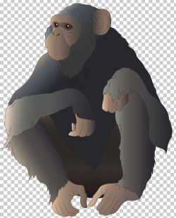 Common Chimpanzee Gorilla Monkey Ape Illustration PNG ...