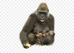 Gorilla Animal Ape Harambe Hug - gorilla clipart png download - 500 ...
