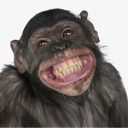Happy Smiling Chimpanzee, Happy, Smile, Chimpanzee PNG Image and ...