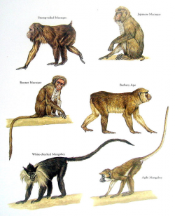 Old World Monkeys Stump Tailed Macaque Babary Ape Agile