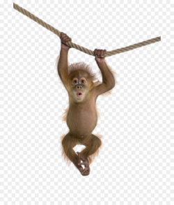 Rhesus macaque Monkey Clip art - monkey png download - 762*1047 ...