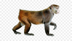 Monkey Rhesus macaque Clip art - Monkey PNG png download - 3000*2400 ...