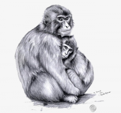 Sketch Monkey, Embrace, Sketch, Monkey PNG Image and Clipart for ...