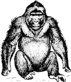 Free Gorilla Clipart, 1 page of Public Domain Clip Art