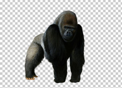 Chimpanzee Primate Mountain Gorilla Portable Network ...