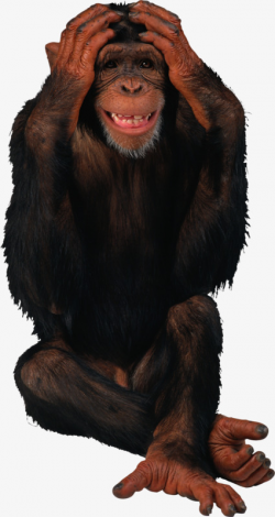 Baotou Orangutans, Orangutan, Ape, Sign Orangutan PNG Image and ...