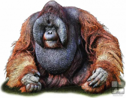 25 best Illustrations of Apes, Orangutans and Monkeys images on ...