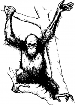 Orangutan Clipart - Design Droide