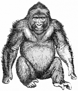 Free Gorilla Clipart, 1 page of free to use images
