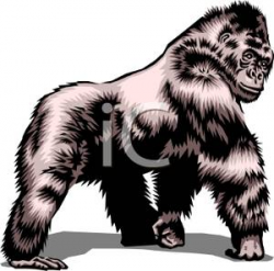 Realistic Style Gorilla - Royalty Free Clipart Picture