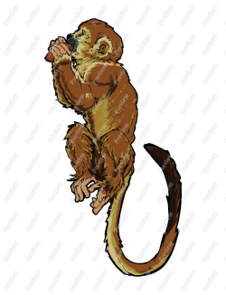 Realistic Monkey Drawing at GetDrawings.com | Free for personal use ...