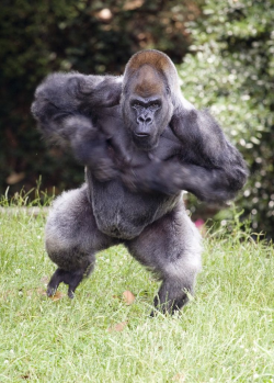 42 best Gorilla images on Pinterest | Gorilla gorilla, Monkeys and ...