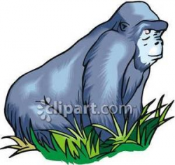 A Silverback Mountain Gorilla - Royalty Free Clipart Picture
