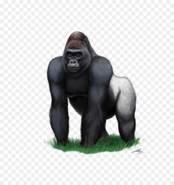 Mountain gorilla Clip art - cartoon gorilla png download - 900*953 ...