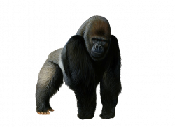 Gorilla PNG Images Transparent Free Download | PNGMart.com