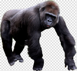 Gorilla Chimpanzee, Gorilla transparent background PNG ...
