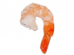 Shrimp Clipart - cilpart