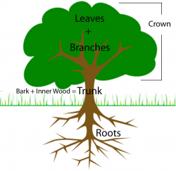 Life Of A Tree - Lessons - Tes Teach