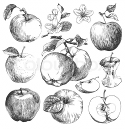 Vintage Apple Clipart #1 | Under the Branches: and other ...
