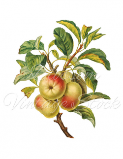 Apple Branch Clipart, Apple PNG, Apple Botanical Vintage Image ...