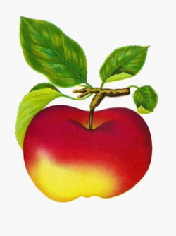 Antique Images: Free Digital Fruit Images Vintage Clip Art Apple ...