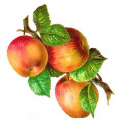 Vintage Vegetable Clip Art | Clip Art of Red Apples | Digital Clip ...