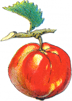 Free Apple Clip Art for Teacher | Scissor Snaps