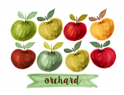 apples clipart, fruit clipart, watercolor fruit clipart, watercolor ...