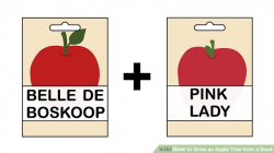 How to Grow an Apple Tree from a Seed (with Pictures) - wikiHow