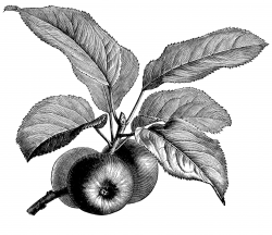 fruiting branch of apple, vintage apple clip art, black and white ...