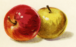 Red and Yellow Apples Vintage Illustration | Old Design Shop Blog