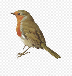Woodbury Bird European robin Maybe April Clip art - Bird PNG png ...