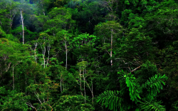 Rainforest Wallpapers, Amazing High Definition Rainforest Pictures ...