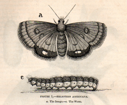 The Vintage Moth..: Free Vintage Clip Art- Moth