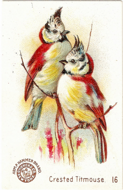 CatnipStudioCollage-: Free Vintage Clip Art - Beautiful Birds