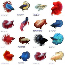 17 best aquarium and fish images on Pinterest | Fish aquariums ...