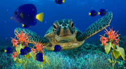 Fresh Free Animated Aquarium Desktop Wallpaper Windows 7 Gallery ...