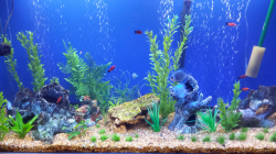 fish tank backgrounds to print - Incep.imagine-ex.co
